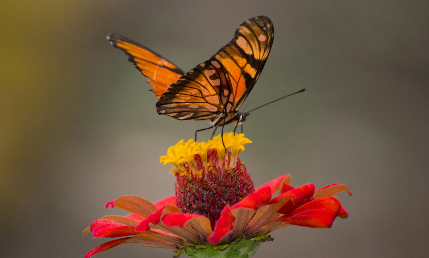 Food Forest Benefits
