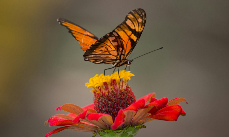 Food Forest Benefits