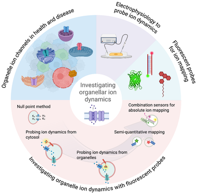 2.	P. Anees* Quantitative Strategies for Decoding Organelle Ion Dynamics.