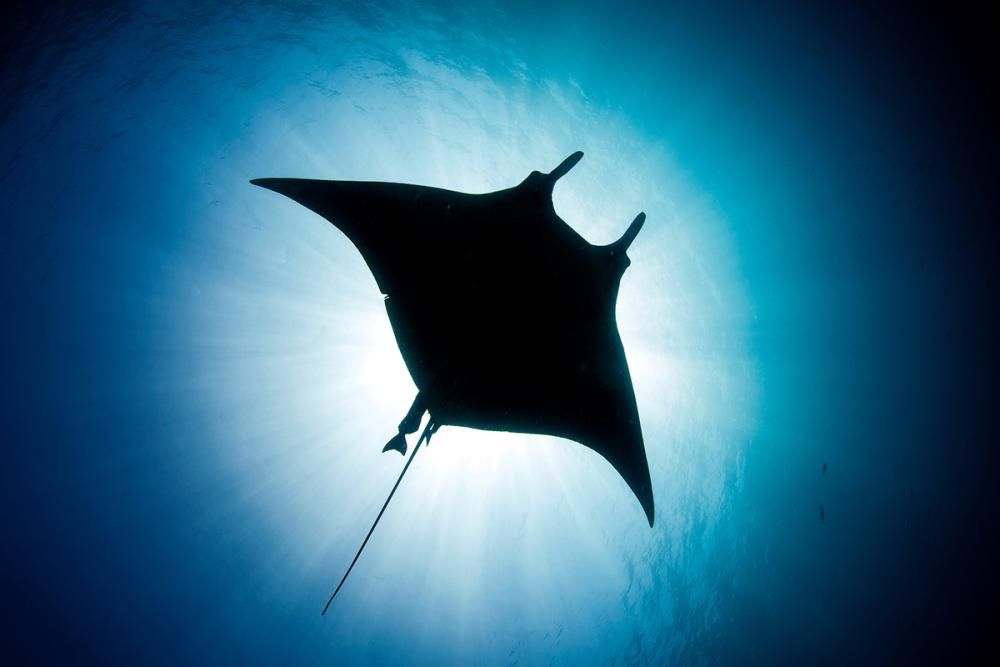 Remora Academy: and the Saudi Marine Environment