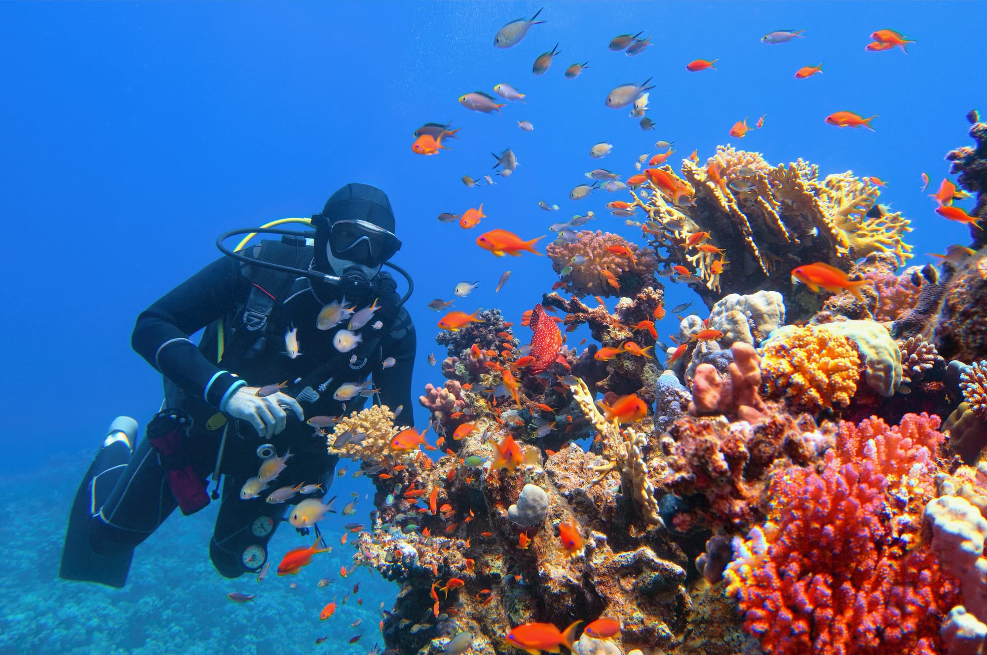 Seven Reefs in Yanbu: The Best Diving and Exploration Experience
