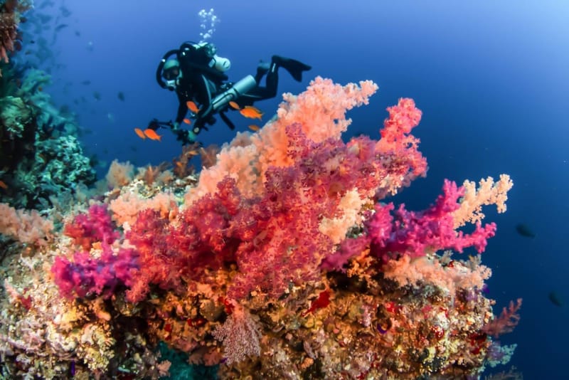 أفضل 6 مواسم الغوص في السعودية والبحر الأحمر