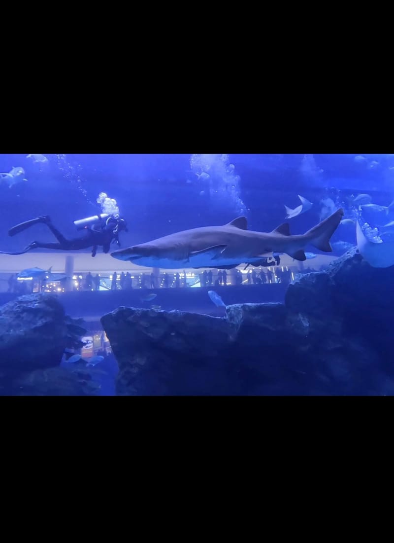 مغامرات كابتن عمر