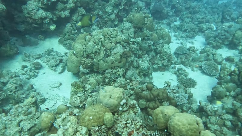 تعلم الغوص للمبتدئين: أنواع الشهادات وأيها تناسبك؟