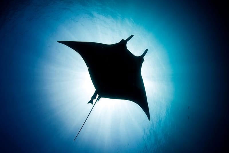 أكاديميةريمورا:  و البيئة البحرية السعودية