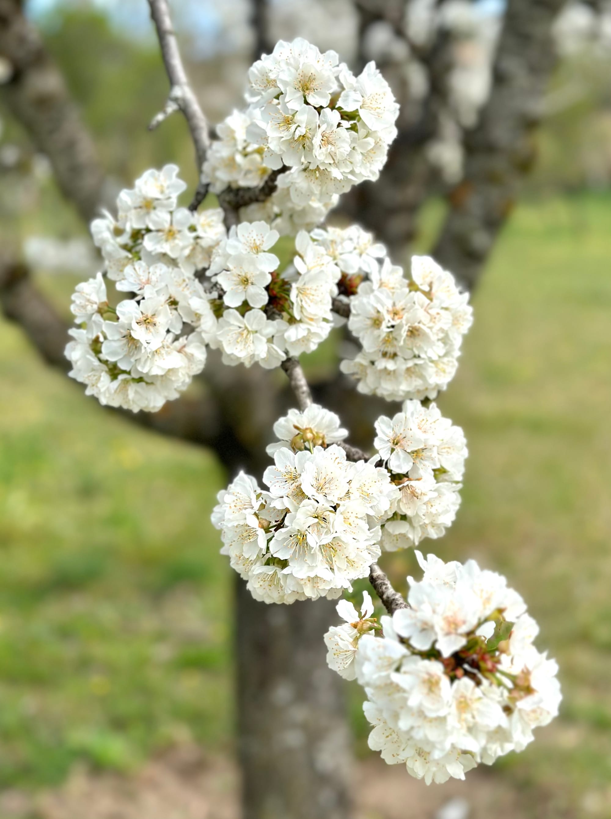 EL DESEO SE HACE REALIDAD