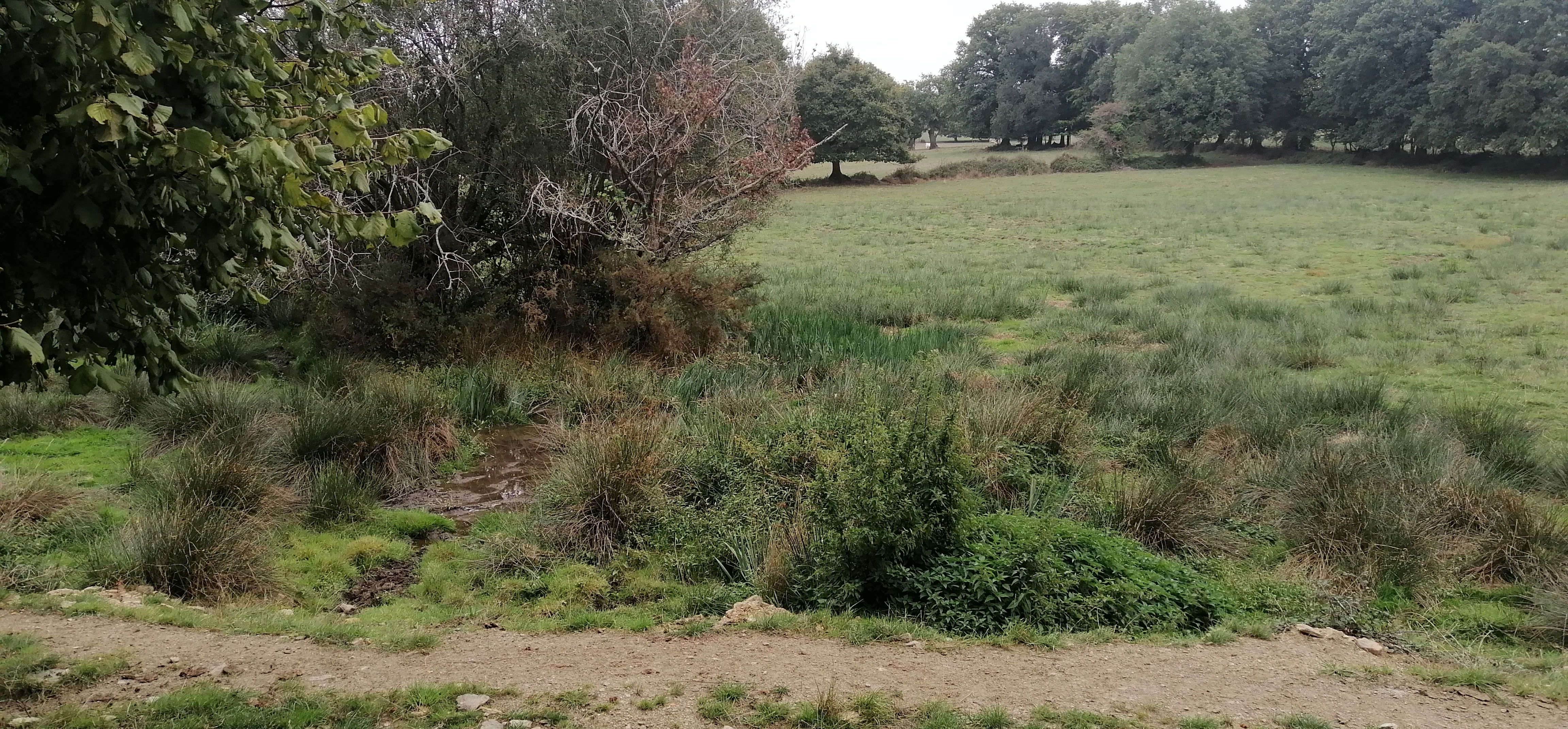 La zone humide, qui sera bientôt asséchée par les terrassements à proximité. 