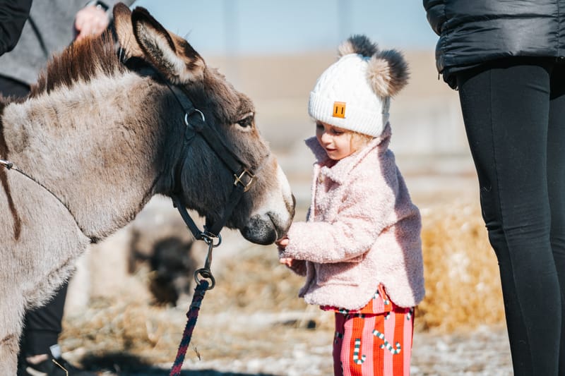 Live Nativity Animals