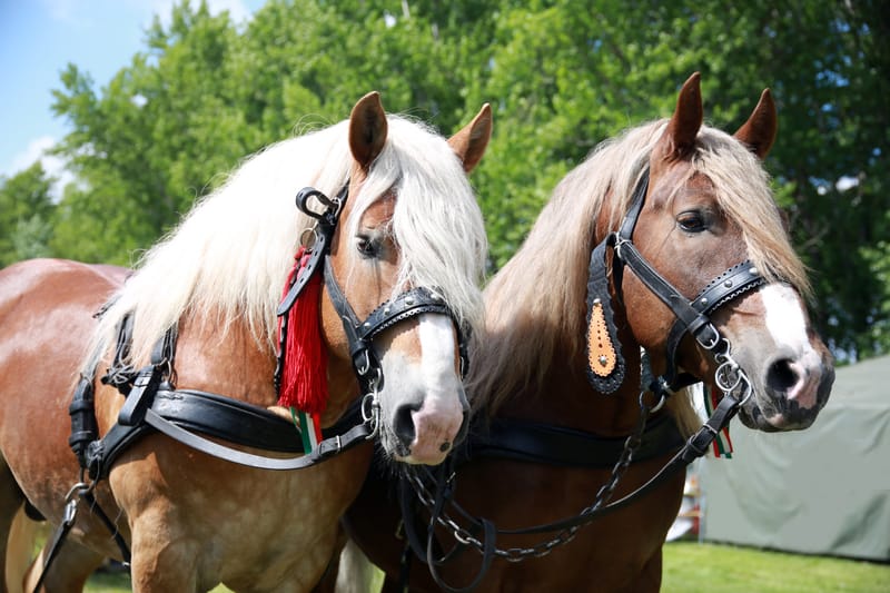 Free Carriage Rides