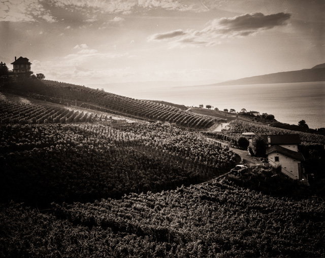 Les vignobles du Lavaux au bord du lac Leman (Canton de Vaud)