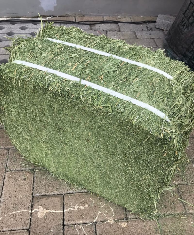 Alfalfa Hay (USA)