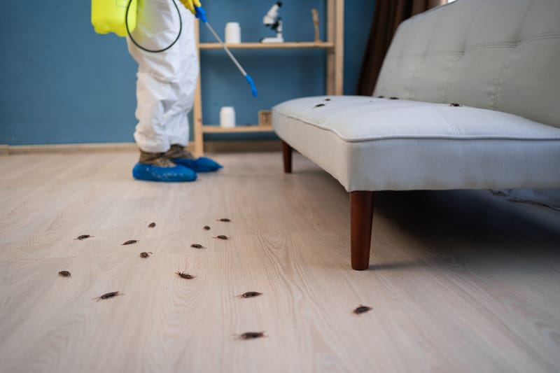 مكافحة الحشرات بمكة