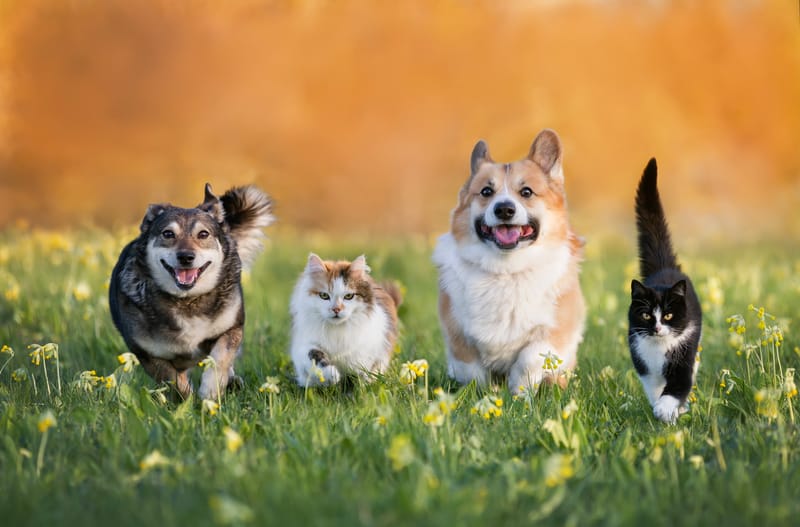 Frequentietherapie voor dieren