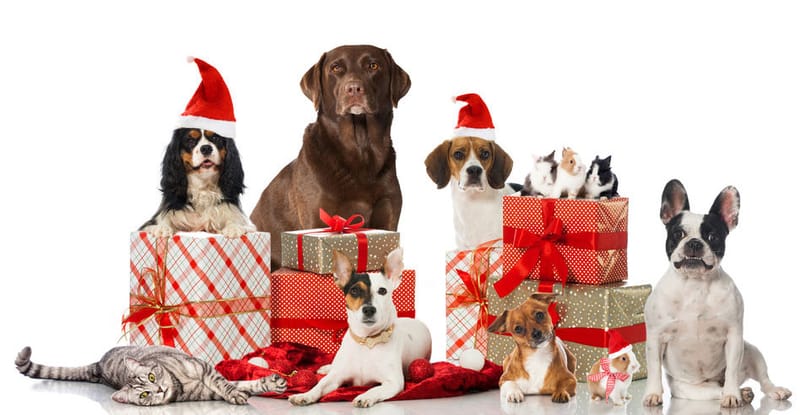 Great Gift Ideas For Your Fur Pals