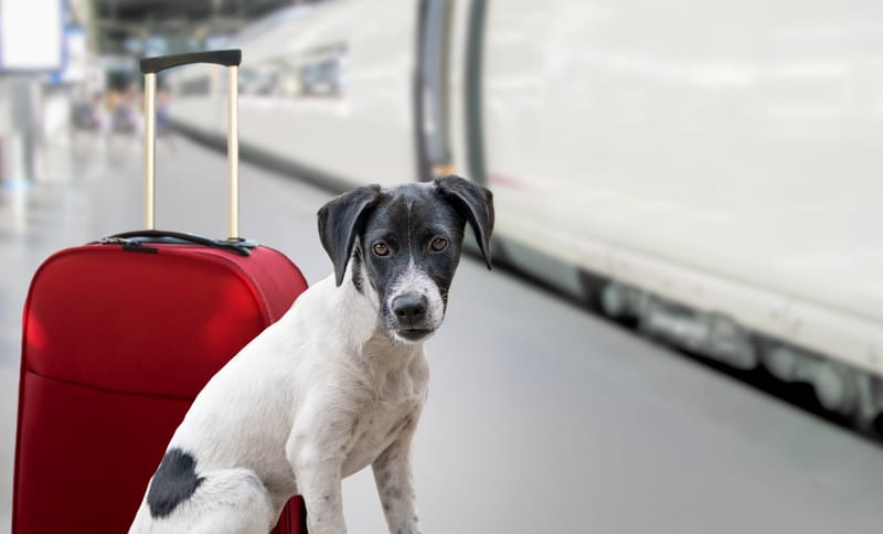 10 Essential Factors for Choosing the Perfect Pet Boarding Facility