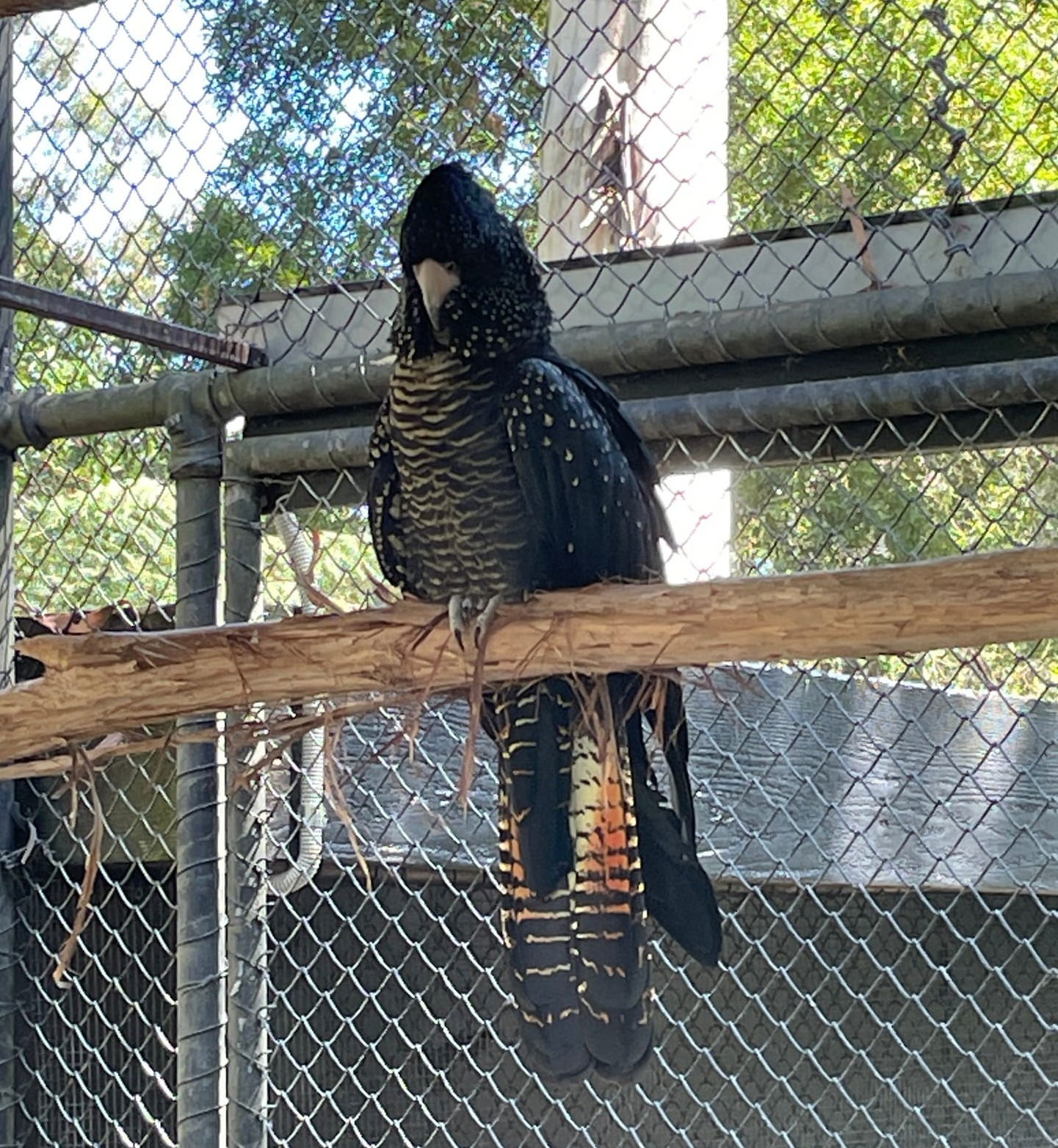 Customising an Employment Pathway