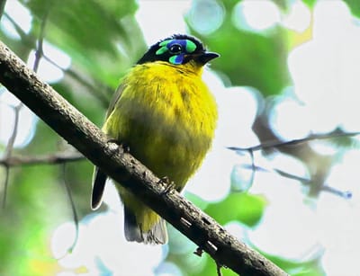 Birding Highlights around Madagascar