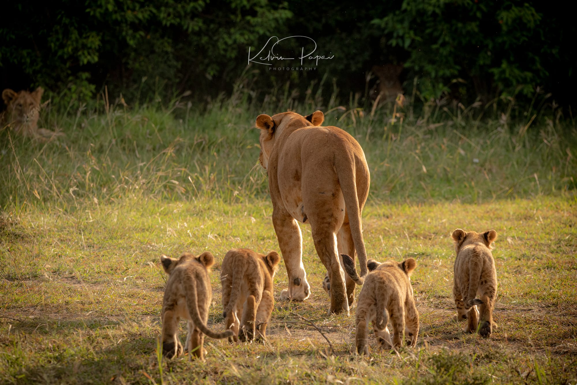 Best of Kenya Wildlife Safari