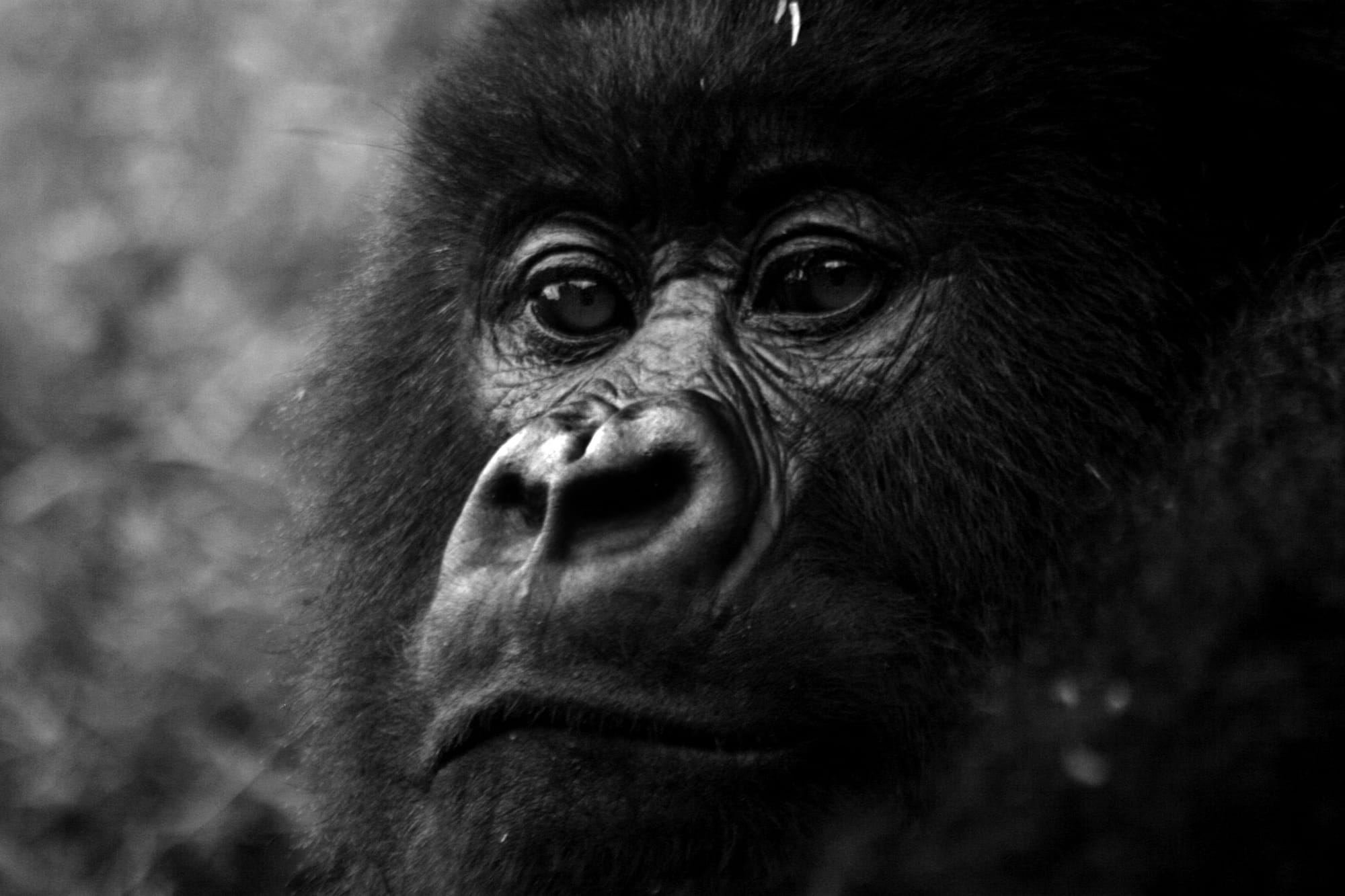 Rwanda Gorilla Trekking Safari