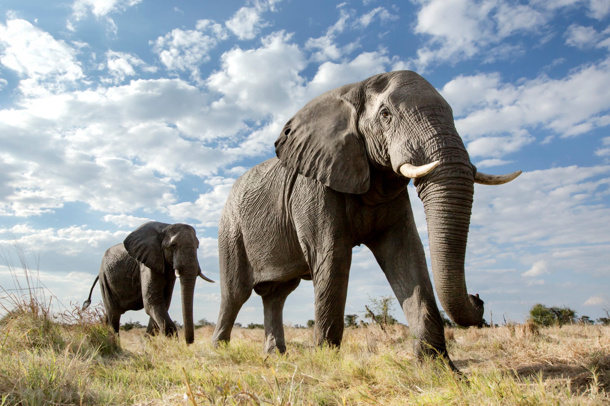 Botswana Green Dessert Safari