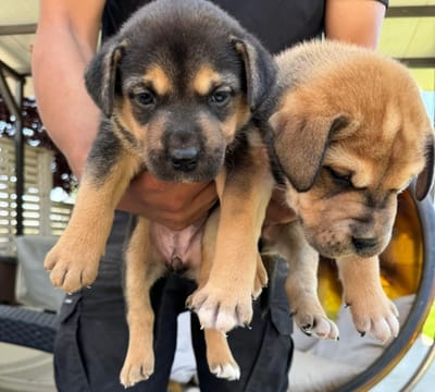 גורי פיטבול ולברדור