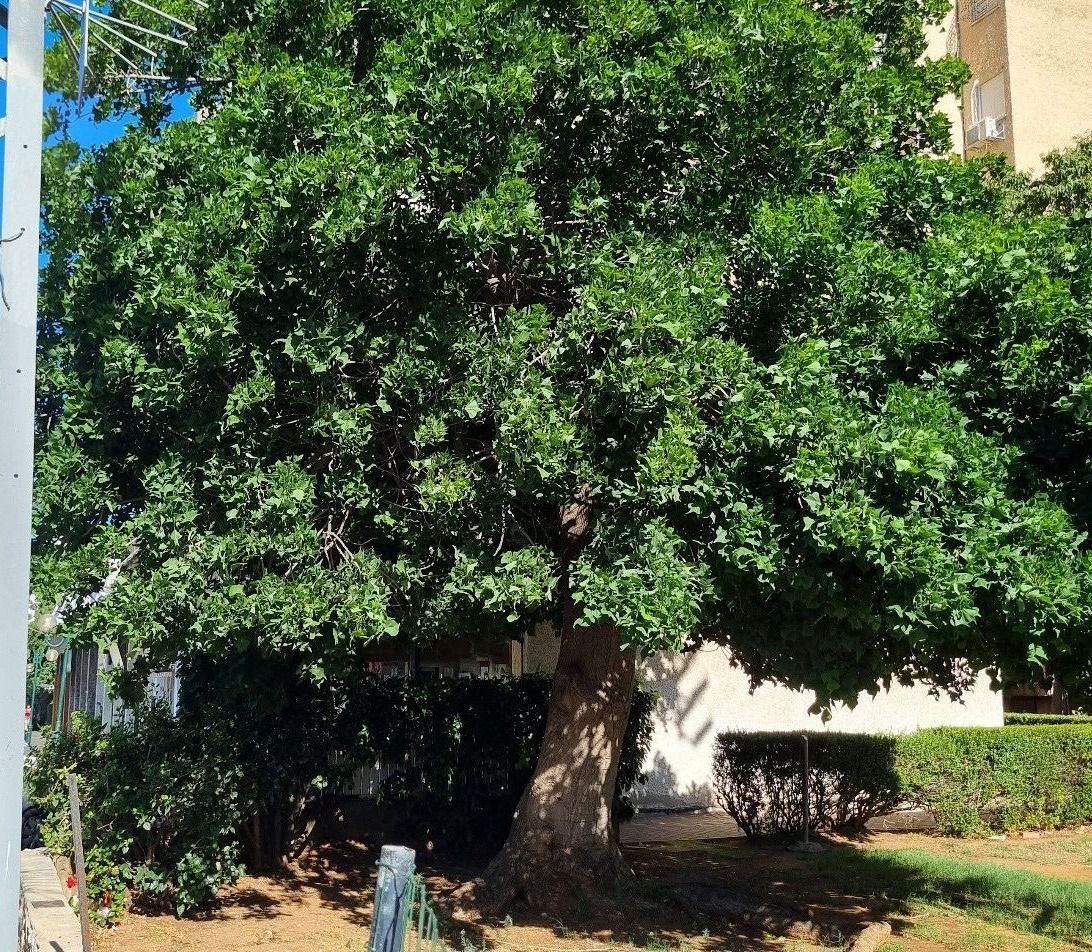 הצלחת הערר על רישיון כריתה ברחוב הבנים 25