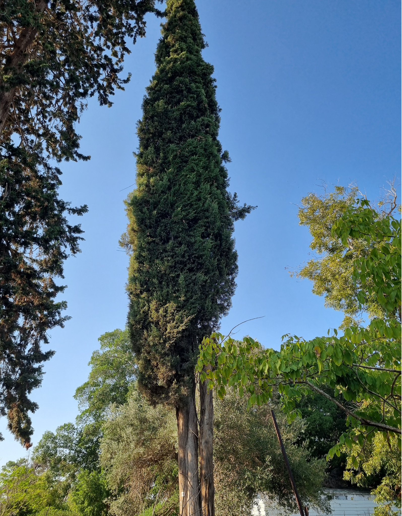 הצלחה חלקית לערר לרישיון כריתה של 4 עצים בוגרים בבית הנערה