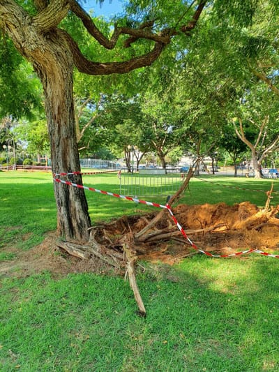 תלונה על חפירה בבית השורשים של עצים בוגרים בפארק ארבע עונות בהוד השרון