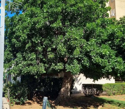 הצלחת הערר על רישיון כריתה ברחוב הבנים 25