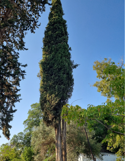 הצלחה חלקית לערר לרישיון כריתה של 4 עצים בוגרים בבית הנערה