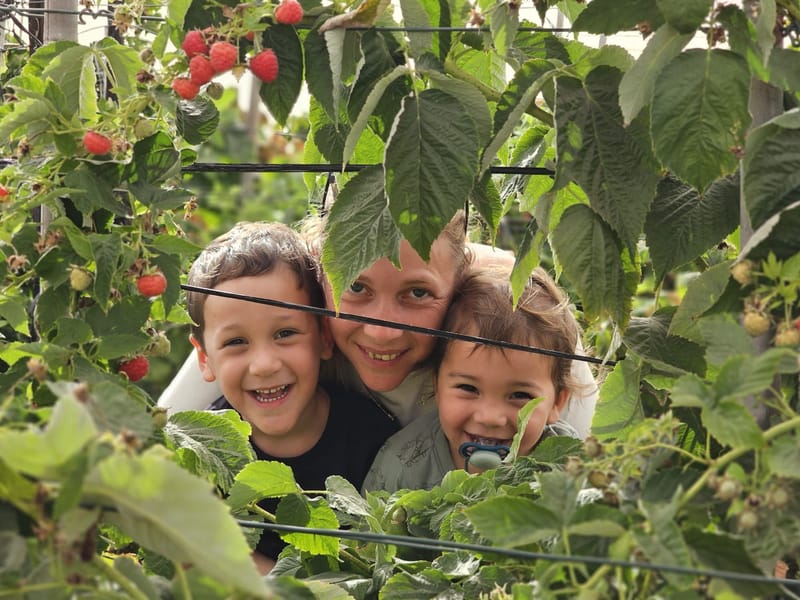 חוויה מתוקה ומרגשת: קטיף פטל ב"בית של פטל" בחבל יתיר – כל המשפחה קוטפת, טועמת ונהנית!