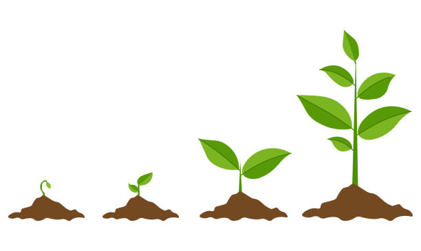 Vegetation Management, LLC