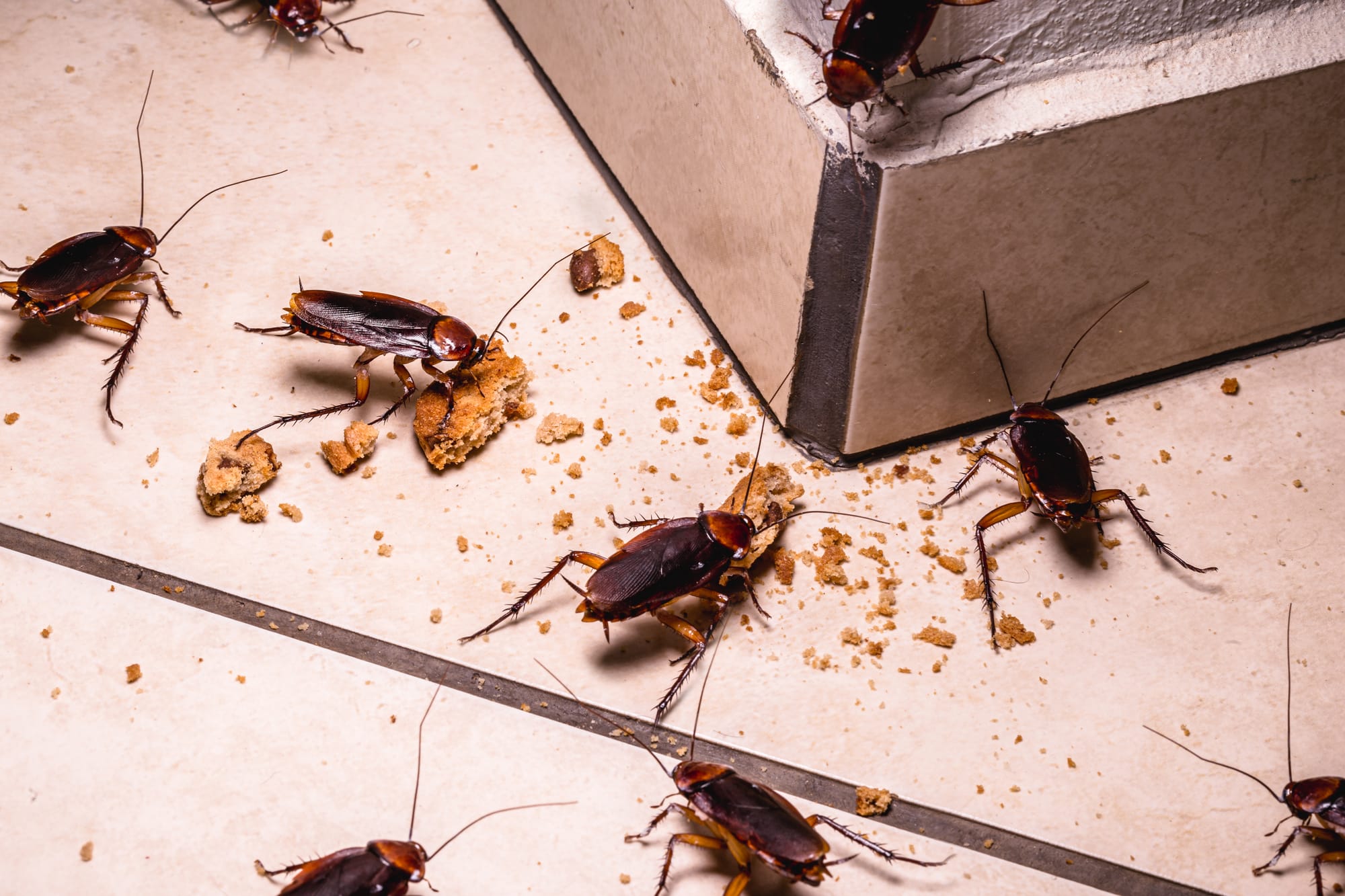 شركة Egy Pest Control مكافحة حشرات رش مبيدات عجمان و الشارقة 1