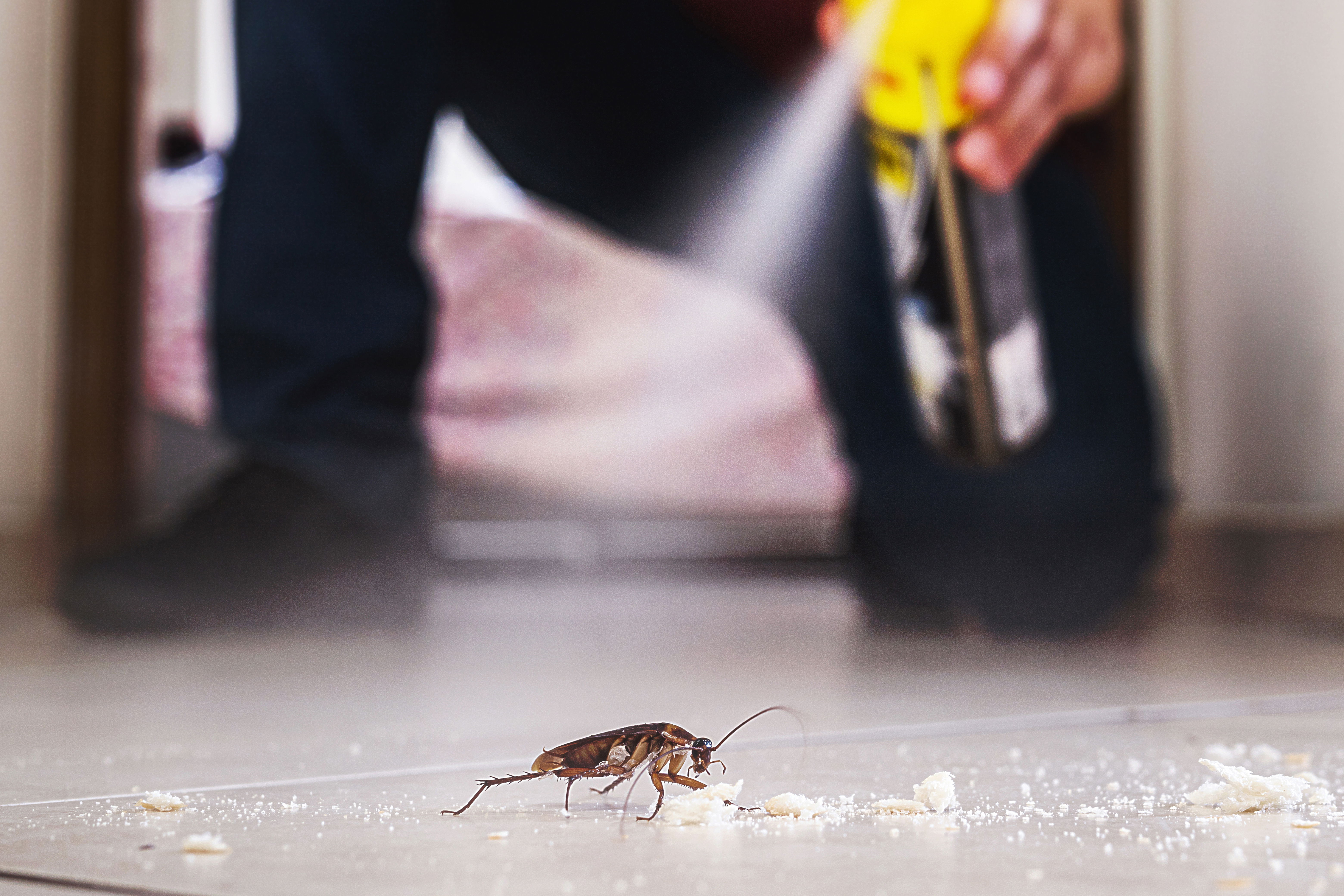 شركة مكافحة حشرات في عجمان Egy Pest Control