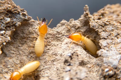 TERMITES