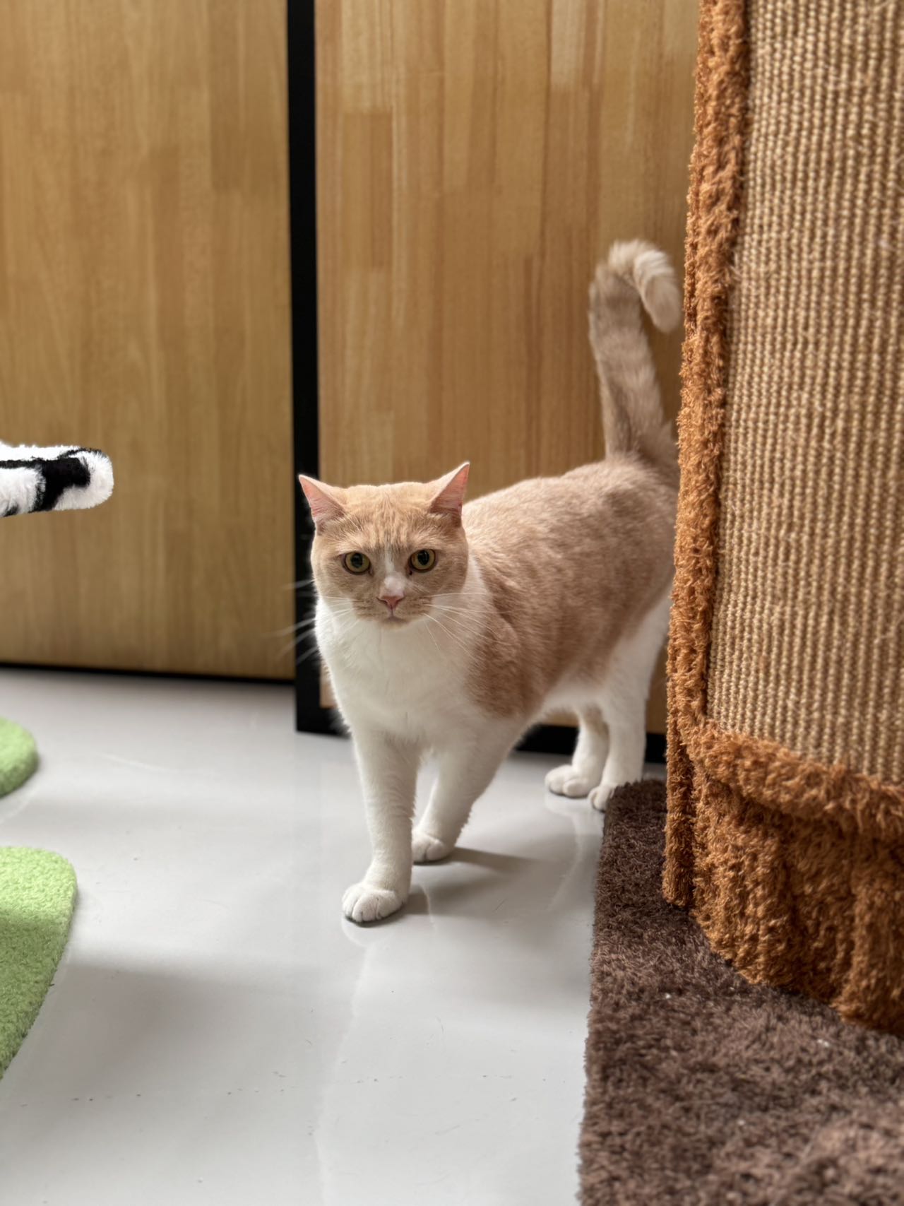Mochi