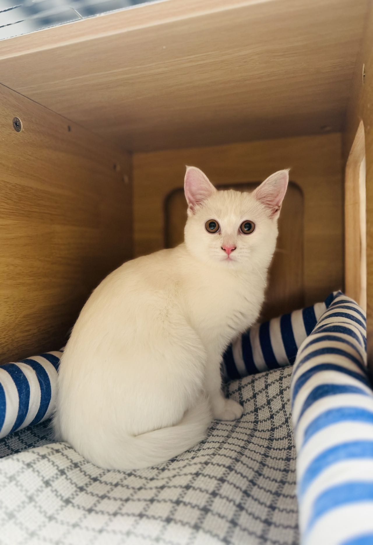 Marshmallow