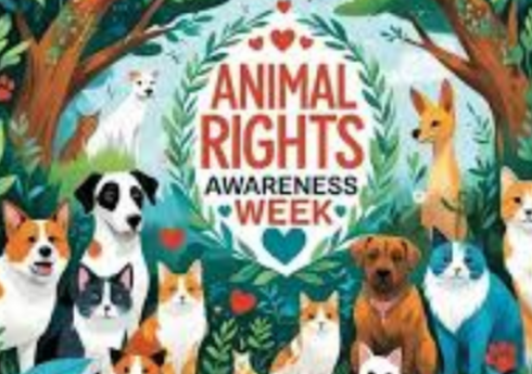 Several US events related to arts and human rights are scheduled for July, August, and September 2025