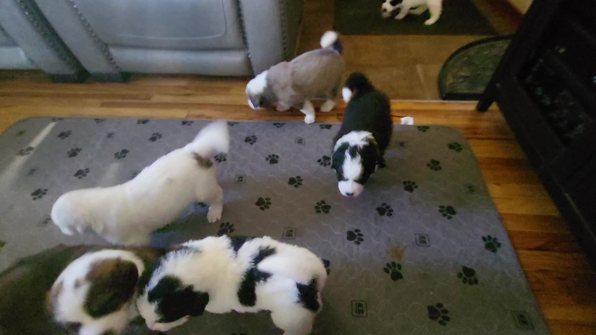 Puppies at 4 weeks thumbnail