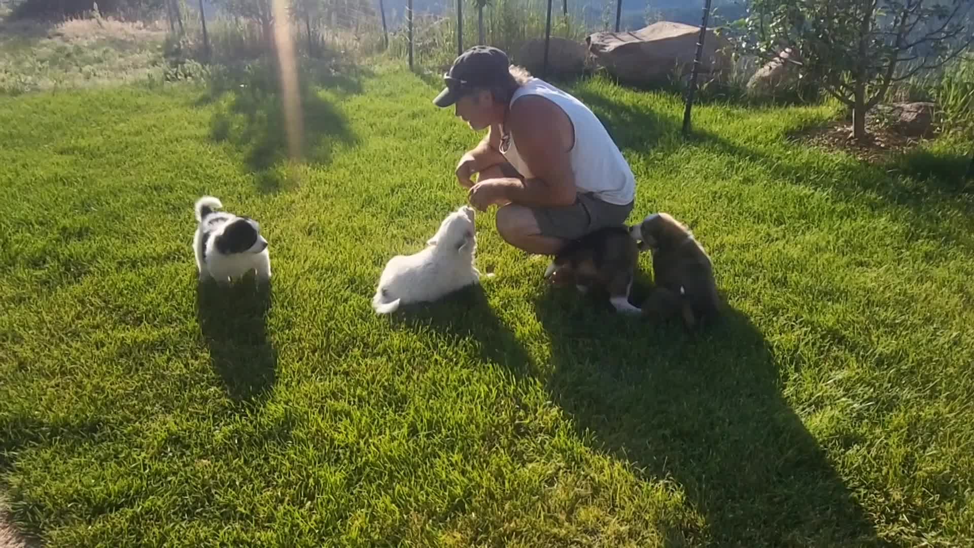 Puppies at 6 weeks thumbnail