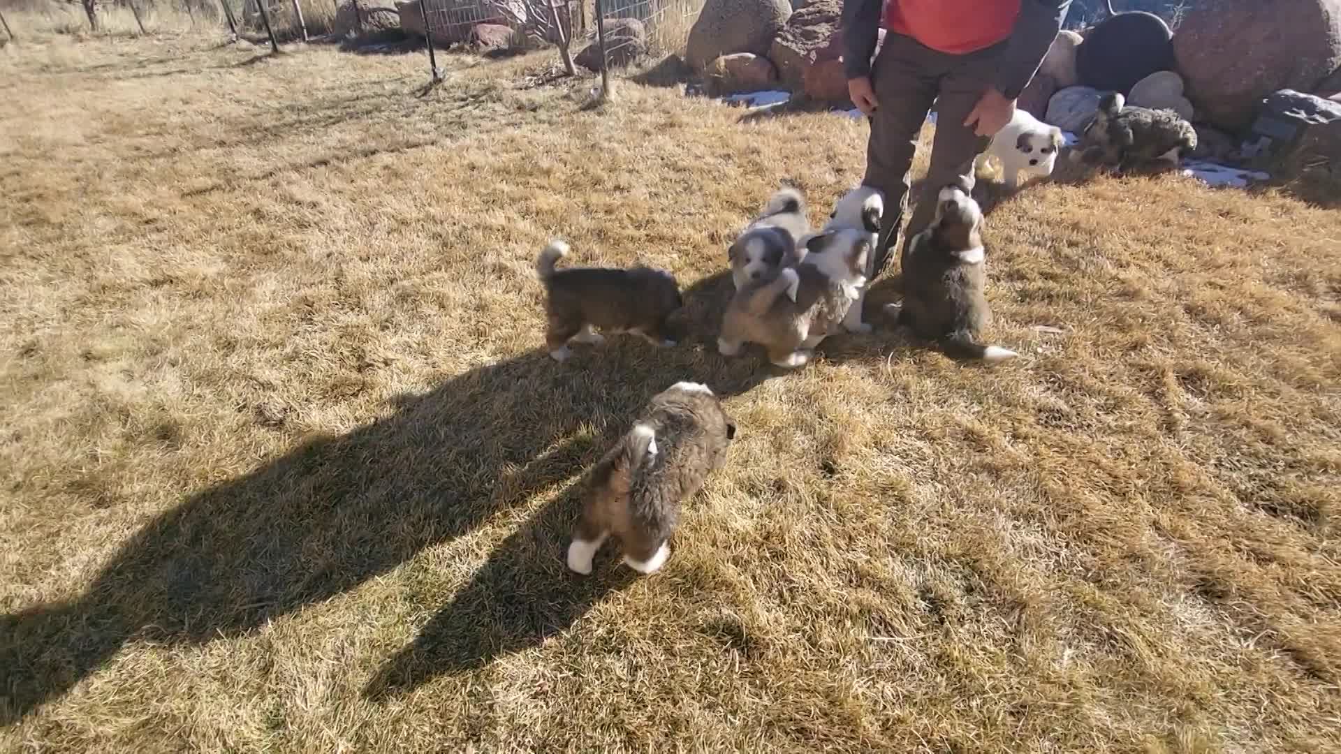 6 Weeks Old Litter Born 12/8/25 thumbnail