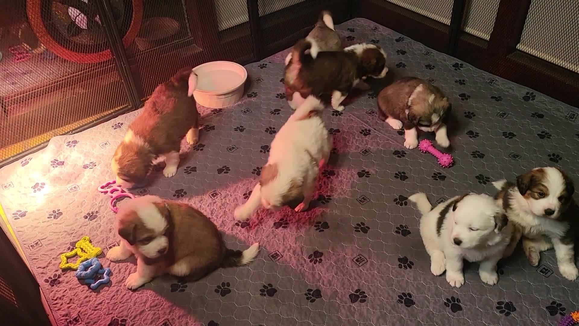 4 week old WINTER LITTER BORN 12/8/25 thumbnail