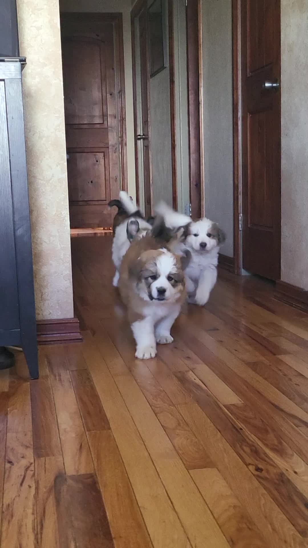 Release the Krakens!! Great Bernese Puppies! thumbnail