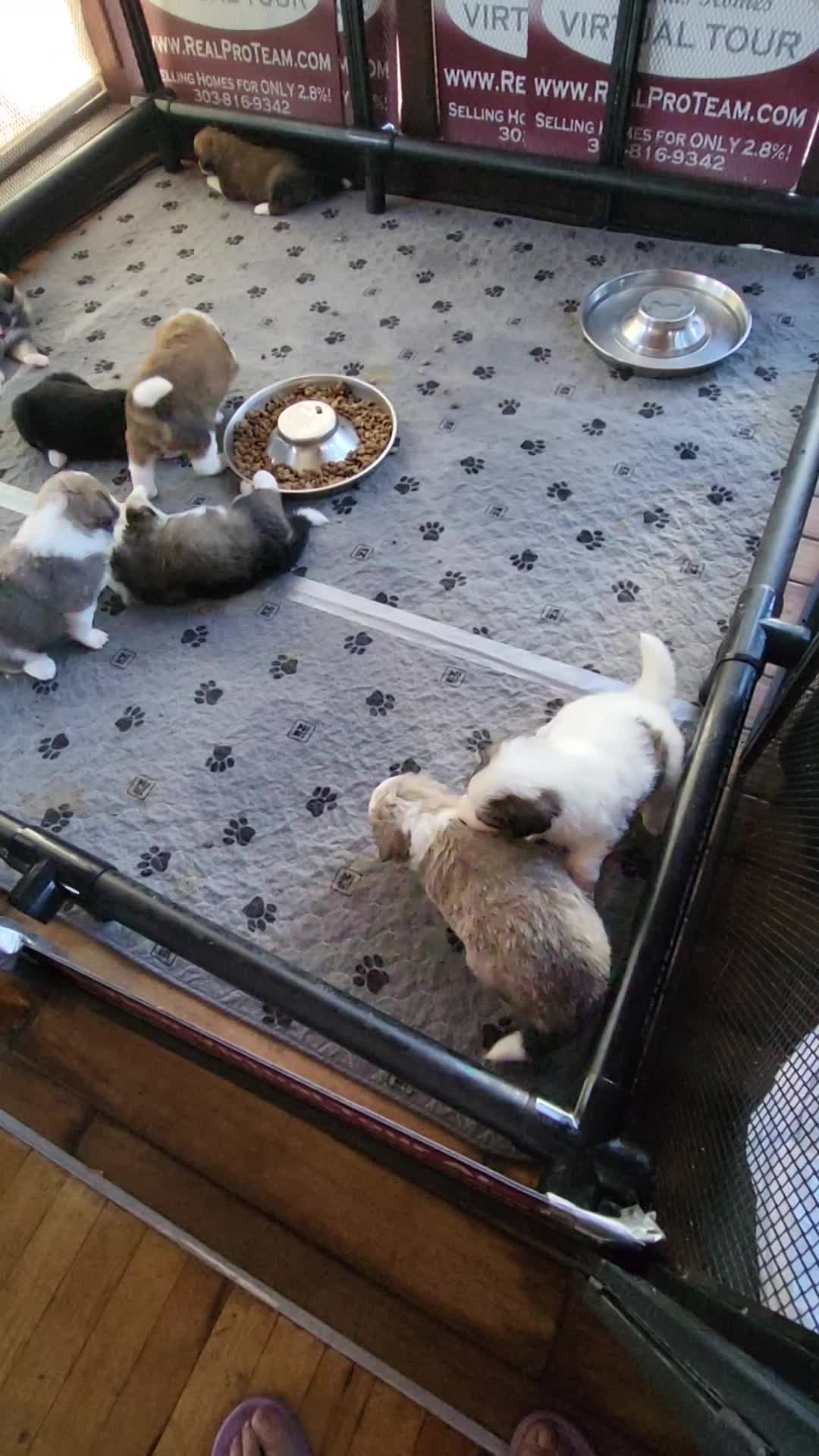 Puppies Playtime! thumbnail