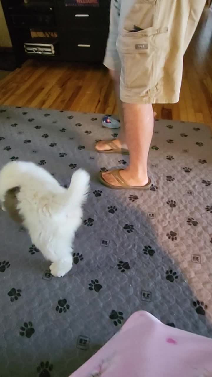 Last Available Puppy - female - 8 weeks $2,000 thumbnail
