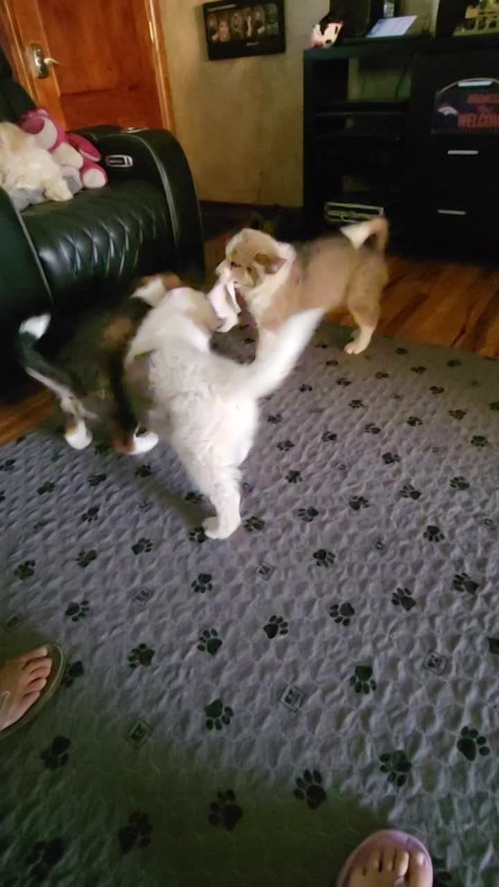 9 Weeks Old Puppies Tug A War thumbnail