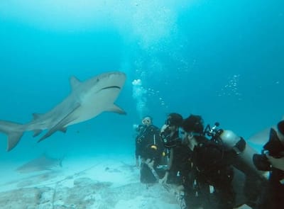 Dive into Adventure: Bull Shark Diving in Cozumel