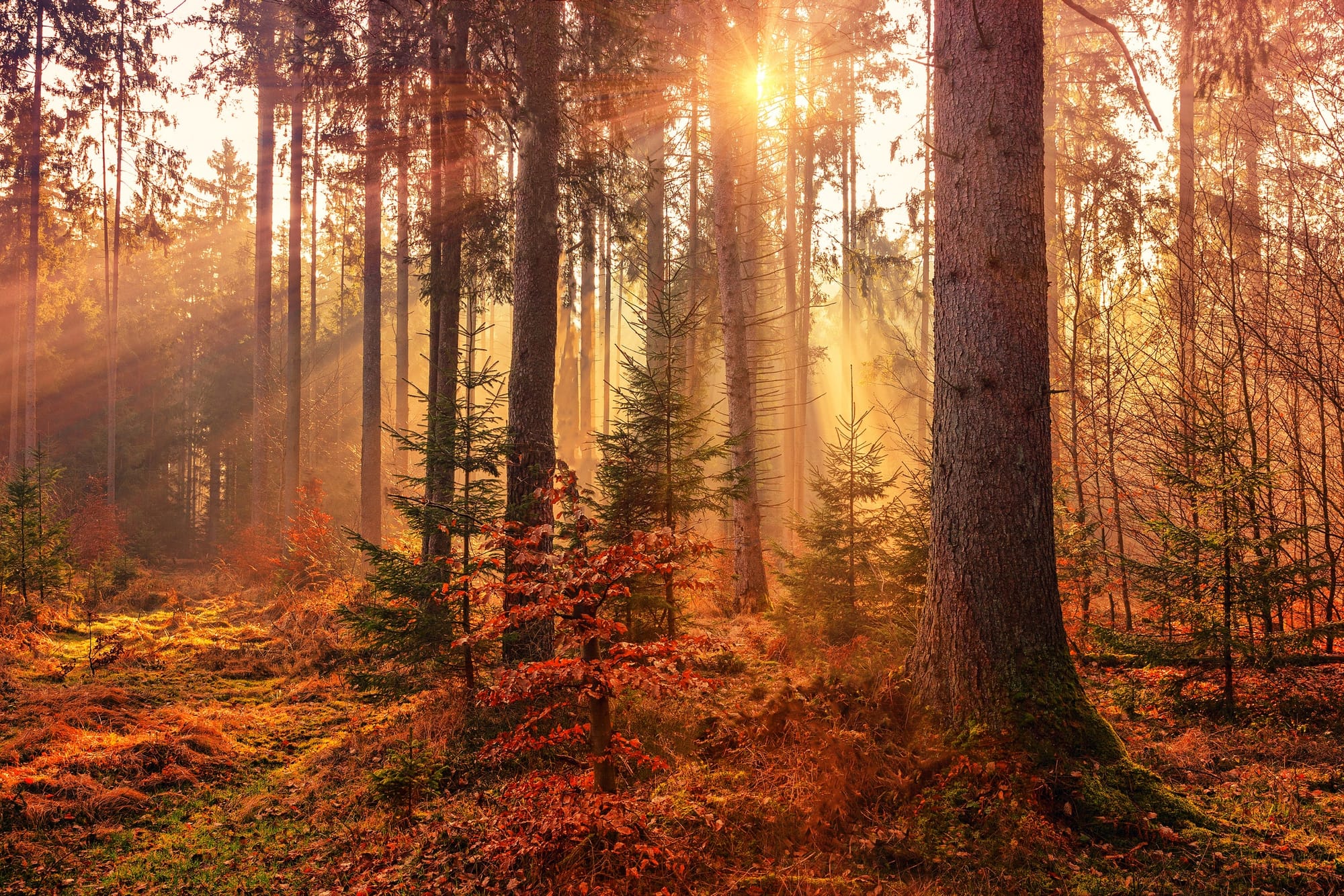 Balade en forêt en automne -divareiki