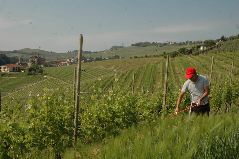 Lab Sfalcio in Vigna Valle Camonica- fine maggio