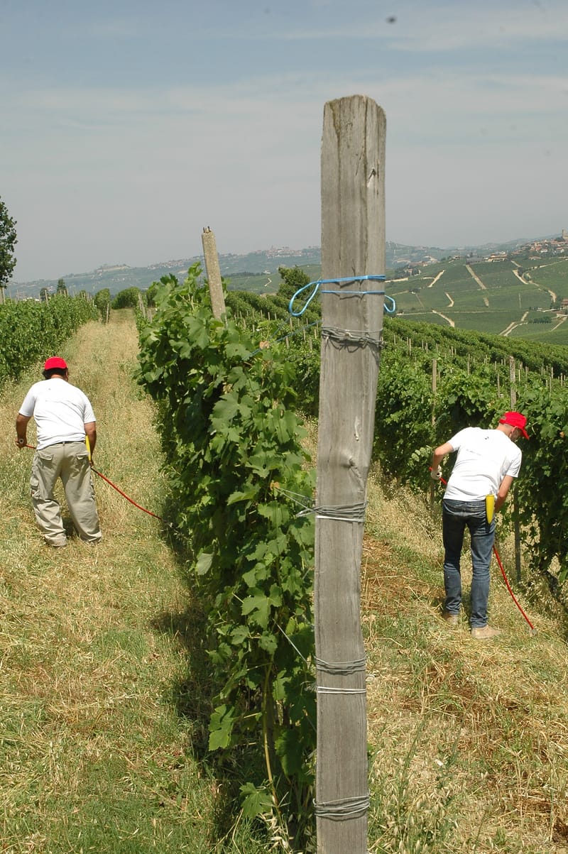 Lab Sfalcio in Vigna Valle Camonica- 22 Agosto 2026